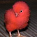 pic for Red chicken